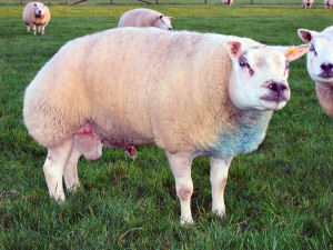 schaap