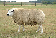 Schaap